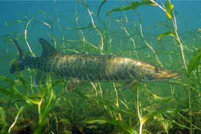 Щука- долгожитель- реальность или вымысел?