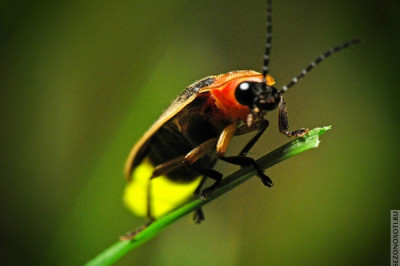 Чем вызвано свечение светляков?