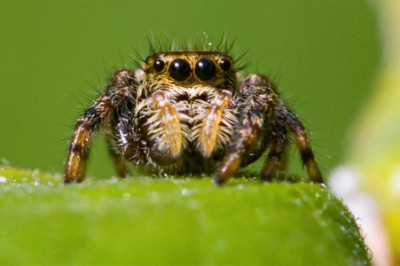 Где расположен мозг у пауков?