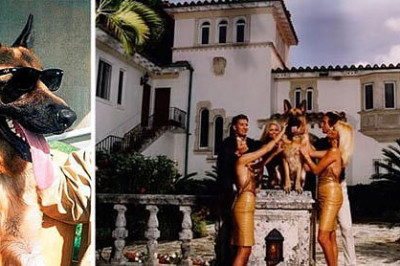 Гюнтер IV- собака-«олигарх»