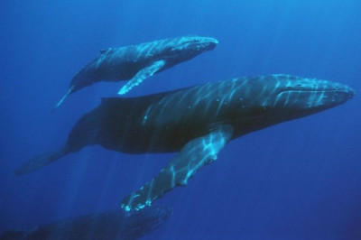 Какое морское млекопитающее является самым крупным на планете?