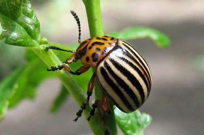 Любопытные факты о колорадском жуке