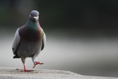 Почему передвигаясь, голуби кивают?