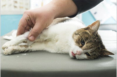 Что такое кошачья и собачья чумка?