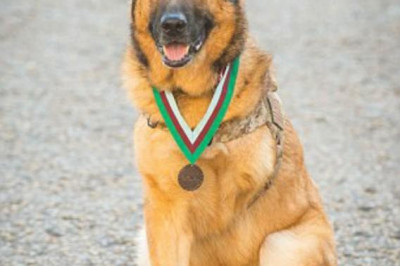 Животные-герои, достойные медали Марии Дикин