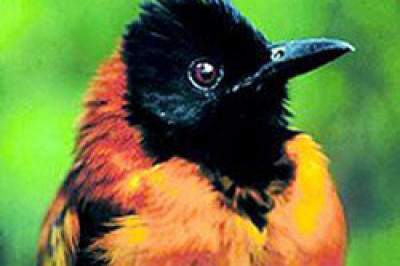 Милая,но страшно ядовитая птичка- питаху