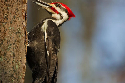 Почему у дятла при долбежке не болит голова?