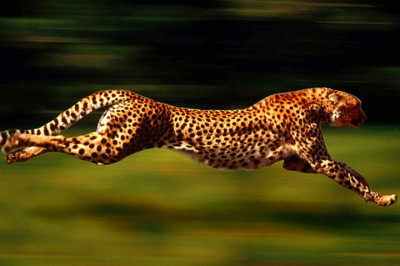 Топ животных-рекордсменов