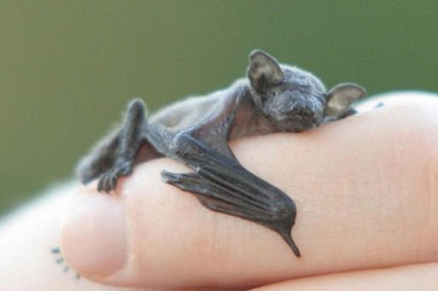 Удивительные  рекорды разных животных