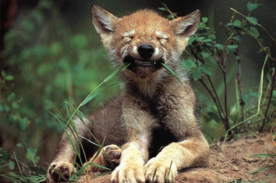 Чем уникальны шакалы?