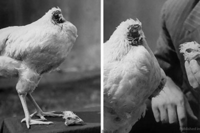  Как цыпленок прожил 18 месяцев без головы