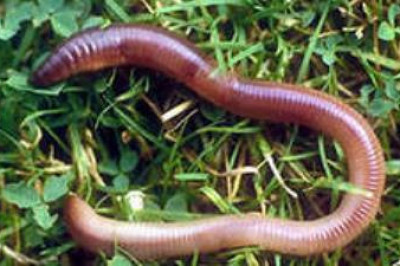 На сколько жизнеспособных частей можно порезать дождевого червя?