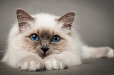 Несколько интересных физиологических кошачьих особенностей