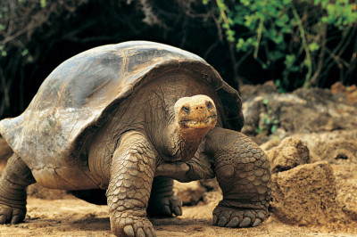 Сколько лет живут черепахи?