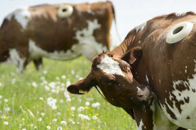 Зачем коровам делают дырки на туловище?