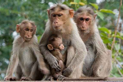 Факты про обезьян