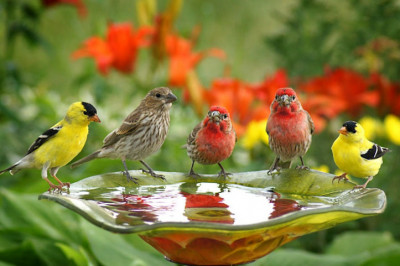 Факты про птиц