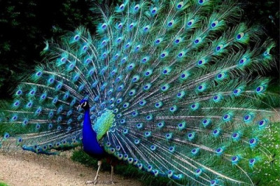 Интересные факты о павлинах