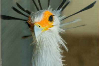 Интересные факты о птице-секретаре