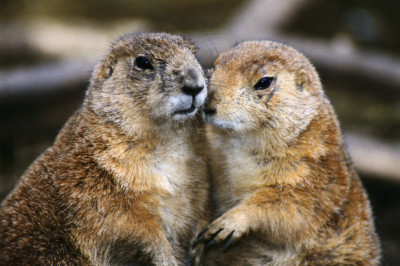 Любопытные факты про бобров