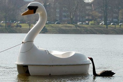 Удивительная история любви черного лебедя Петры и катамарана