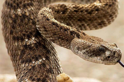 За что гремучая змея получила свое название?