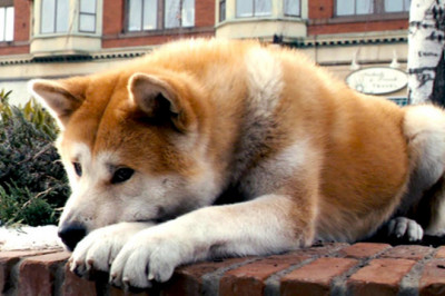 Трогательные факты о Хатико