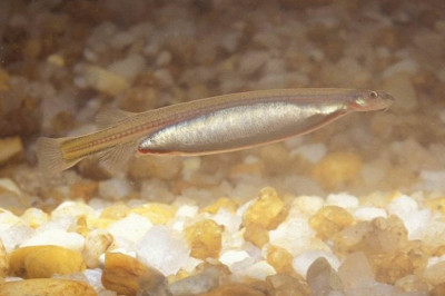 Чем опасна милая на вид рыбка ванделлия?