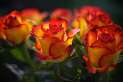 Факты о розах