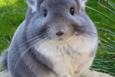 Где купаются шиншиллы и почему они не любят воду?