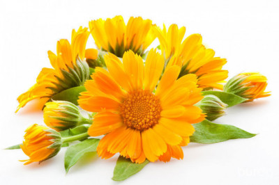 Интересные факты о календуле