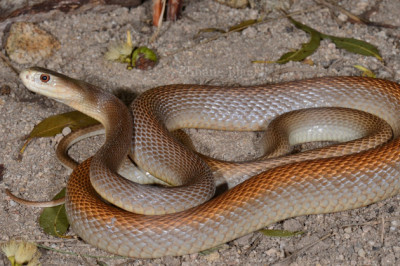 Какая змея является самой ядовитой в мире?