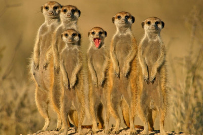 Кто такие сурикаты?