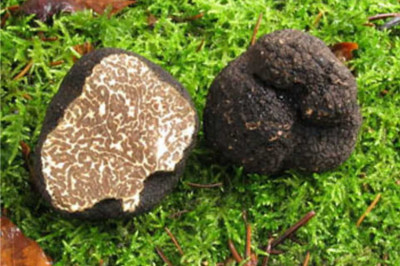  Любопытные факты о грибах