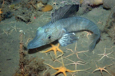 Чем хороша ледяная щука для здоровья?