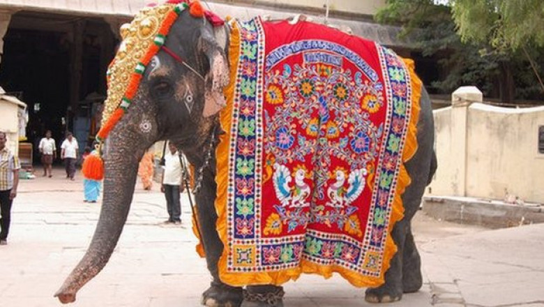 Известно что индийский слон. Священные животные Индии слон. Слон в Индии Священное животное. Индийский слон символ Индии. Украшенные слоны.