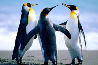  Интересные факты об императорских пингвинах