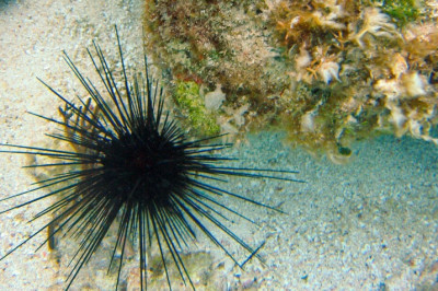 Интересные факты про морских ежей