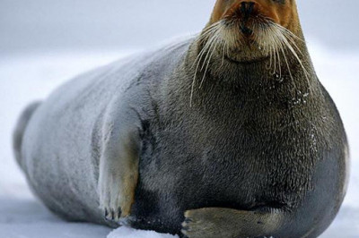 Кого называют морским зайцем?