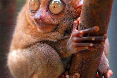 Кто такие долгопяты?