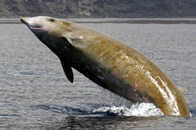 Кто такой клювокрыл?