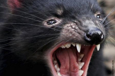 Кто такой Тасманский дьявол?