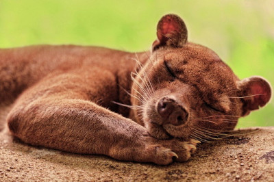 Кто является самым крупным хищником на Мадагаскаре?