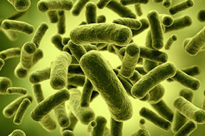 Полезные факты о бифидобактериях