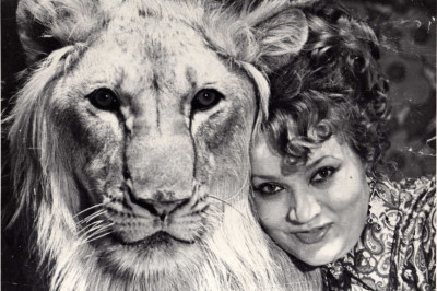 Трагическая история льва  Кинга