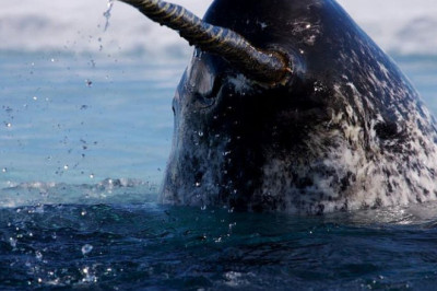 Зачем нарвалу огромный бивень?