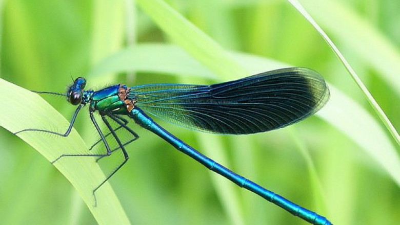 Чем уникальны стрекозы?