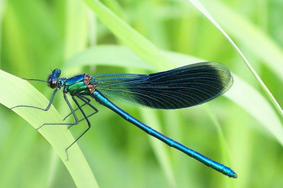 Чем уникальны стрекозы?