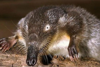 Интересные факты о выхухолях