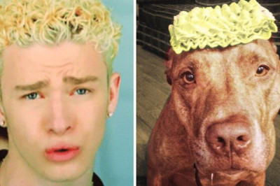  10 фото подтверждений, что люди и  собаки похожи